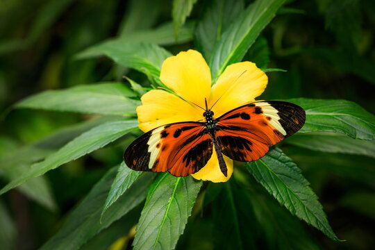 Beautiful butterfly in natural habitat. Heliconius numata, Numata longwing,  brush-footed butterfly. Native  of South America, from Venezuela to South Brazil.