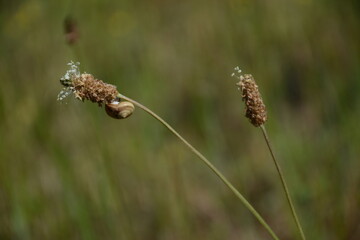 A snail sits on a wild flower. The background is blurred