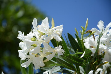 Beautiful white nerium oleander flowers on a background of blue sky