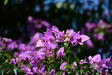 Beautiful purple bougainvillea flowers on blurred background