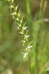 Fototapeta na wymiar close up of grass