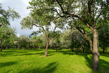 Fototapeta na wymiar Blooming apple trees in the park of the Loshitsa estate in Minsk