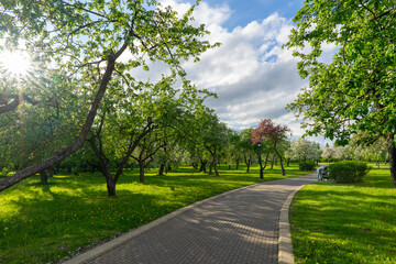 Blooming apple trees in the park of the Loshitsa estate in Minsk