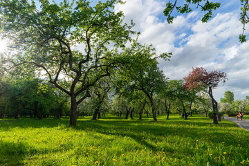 Fototapeta premium Blooming apple trees in the park of the Loshitsa estate in Minsk