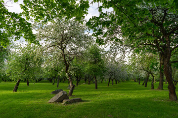 Obraz premium Blooming apple trees in the park of the Loshitsa estate in Minsk