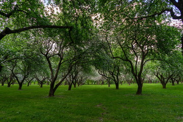 Fototapeta na wymiar Blooming apple trees in the park of the Loshitsa estate in Minsk