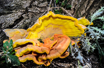 Orange and yellow mushrooms.