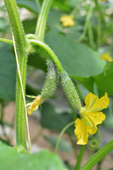 Cucumbers grow in greenhouses