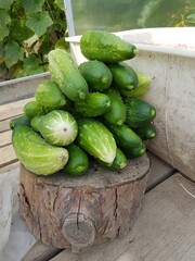 heap of cucumbers on a stump