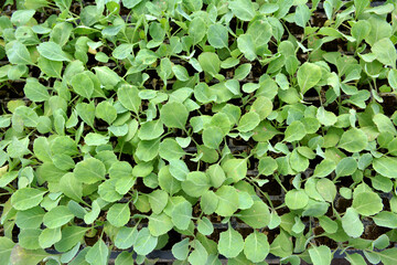Seedlings of cabbage grown in plastic cassettes.