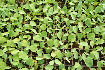 Seedlings of cabbage grown in plastic cassettes.