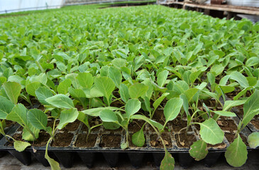 Seedlings of cabbage grown in plastic cassettes.