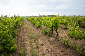 Fototapeta na wymiar vineyard fields, green grape leaves in summer, vineyard fields, Odessa region, Shabo