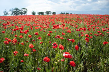 Landscape with nice sunset over poppy field panorama