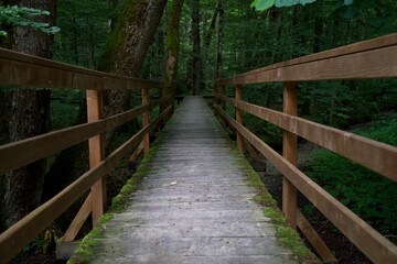 Fototapeta na wymiar Wooden paths in the forest. Biogradska Gora National Park in Montenegro.