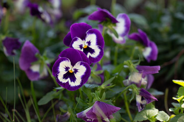 Pansies in the garden
