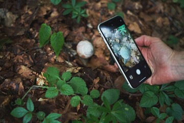 Smartphone in hand. Photo of a snail in the forest.