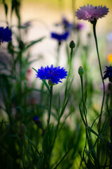 Blue corn flower in the meadow