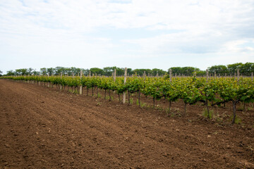 Fototapeta na wymiar vineyard fields, grape leaves in summer, Ukraine, Odessa region, Shabo