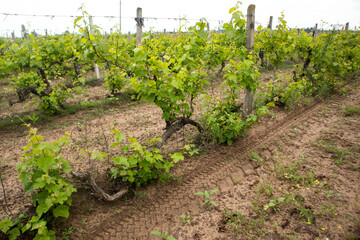 Fototapeta na wymiar grape leaves in summer, vineyard fields, Ukraine, Odessa region, Shabo
