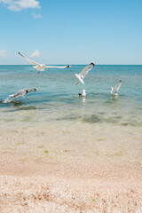 Seagulls flying in the sky. Seashone scene blue sea sky white clouds. Hot summer clear day