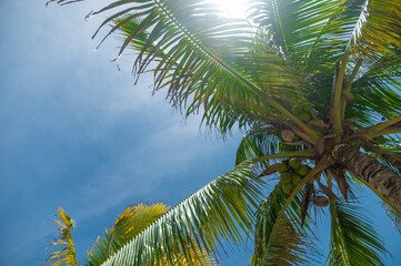 Beautiful tropical landscape. A large coconut tree against the blue sky. The sun's rays shine brightly on the palm tree. Focusing on the foreground. Bottom view.