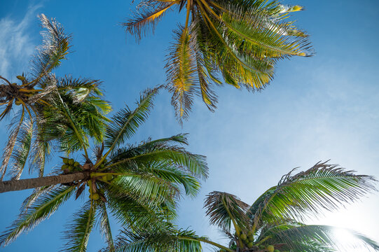 Tropical palm forest. Low view. The tops of coconut trees against a cloudless blue sky. Bright sunlight. Tropical fruits, coconuts. Shooting from below. Color image.