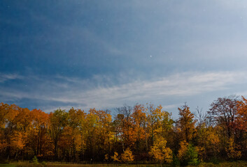 Fototapeta premium 552-91 Forest Night