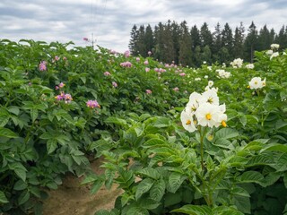 Field of flowering potatoes