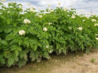 Field of flowering potatoes