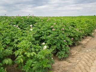 Fototapeta na wymiar Field of flowering potatoes
