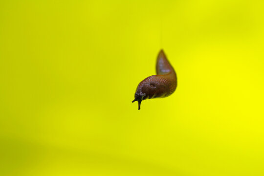 Nudibranch hanging from a thread of slime