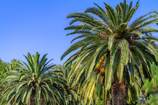 Group of large date palm trees with blue sky