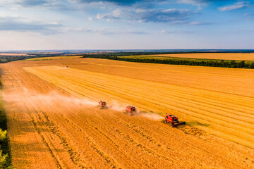 harvesting wheat. three red combine-harvester work in the field at sunset. Aerial drone photo