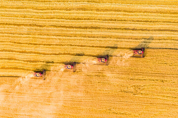 harvesting wheat. four red combine-harvester work in the field at sunset. Aerial drone photo. Top view