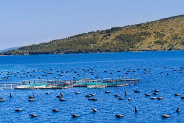 Mussels farm cultivation in Adriatic sea during summer. Croatia. seafood food industry