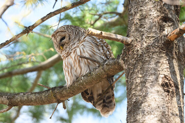 Barred Owl Sitting on Tree Branch in Spring