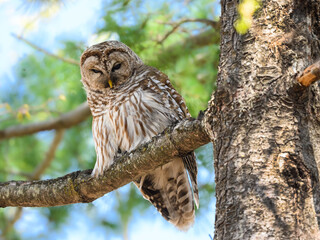 Barred Owl Sitting on Tree Branch in Spring