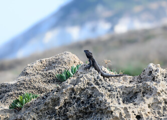 Roughtail Rock Agama Lizard  Sunbathing on the Rock