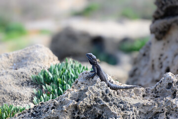 Roughtail Rock Agama Lizard  Sunbathing on the Rock