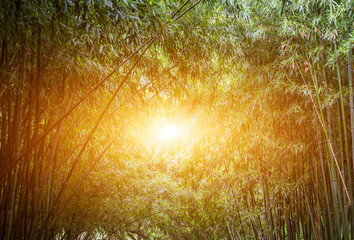 Stunning view of defocused bamboo forest during sunny day.