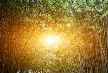 Stunning view of defocused bamboo forest during sunny day.