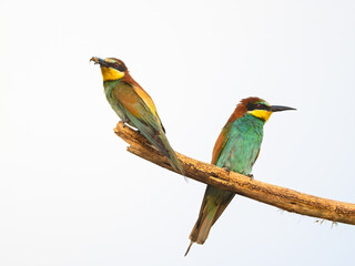 Sitting on stick