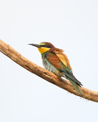 European Bee-Eaters Sitting on stick, Portrait