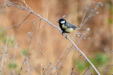 Single Great tit bird on a tree branch in summer
