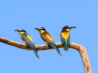 Three European Bee-Eaters with Catch Bee Sitting on stick on Blue Sky