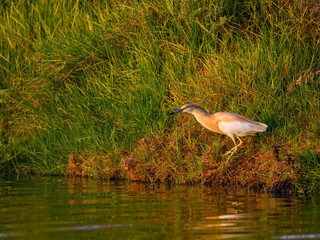 Squacco Heron Fishing on the Pond with Green Grass
