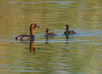 Little Grebe with Two Chicks Swimming in Summer