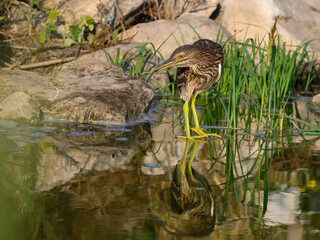 Black-crowned Night Heron Juvenile with Reflection Fishing on the Pond 