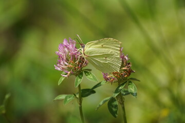 Fototapeta Motyl ,motyl na kwiecie ,żółty motyl ,flora i fauna ,zapylanie kwiatów , jedzący motyl obraz